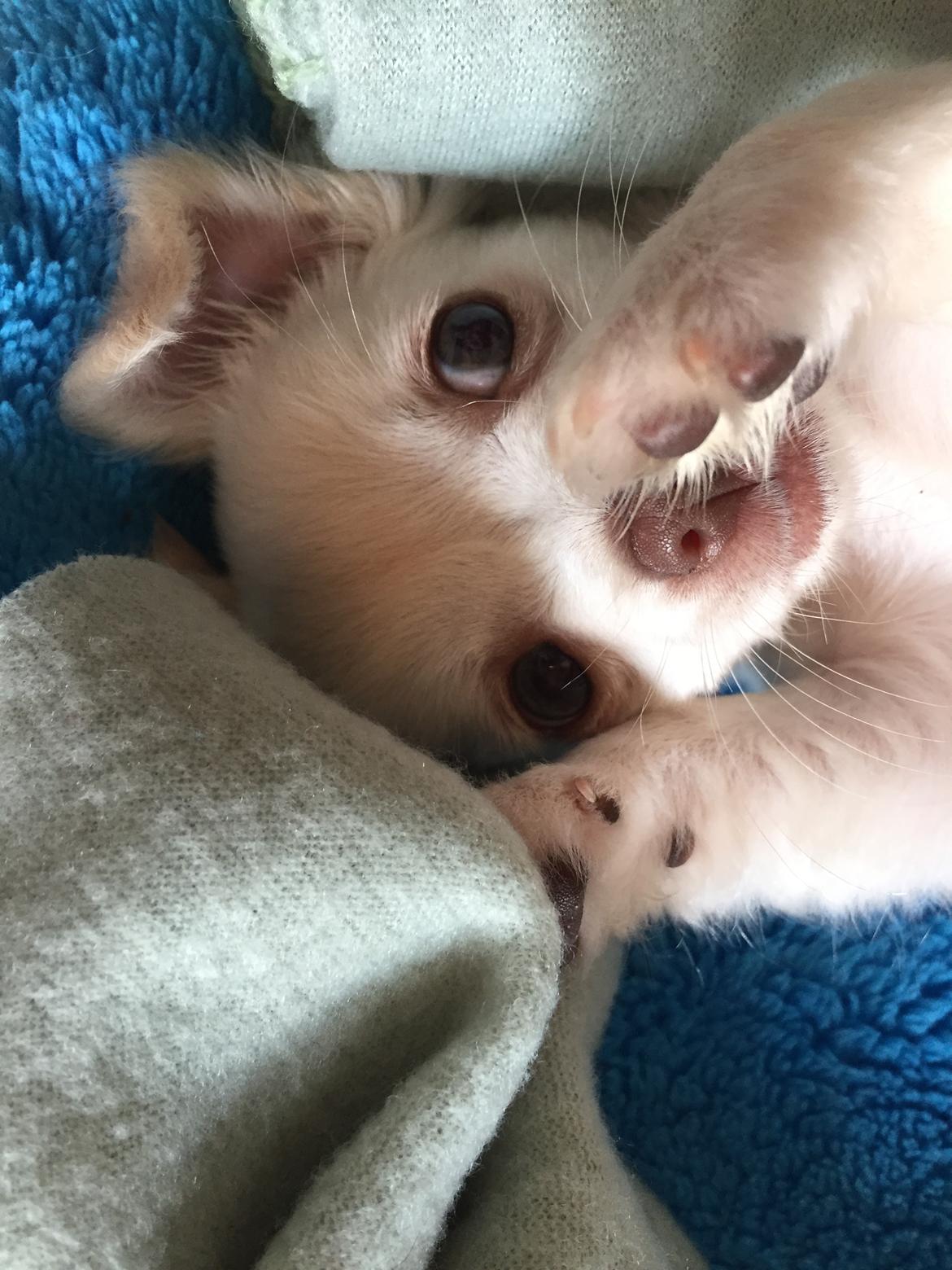 Chihuahua Ziggi billede 27