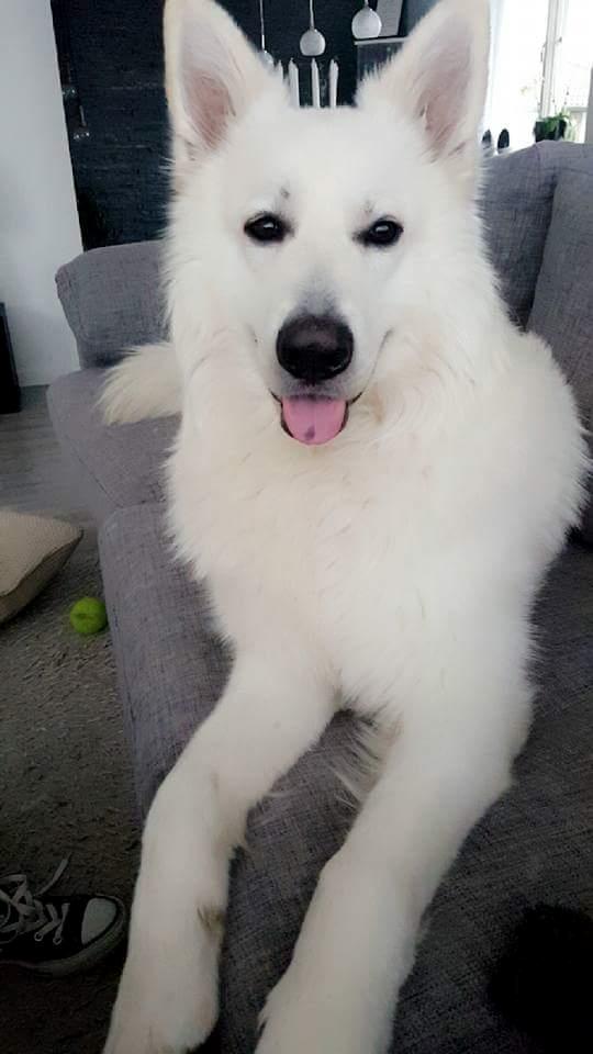 Hvid schæfer Kenzo billede 30