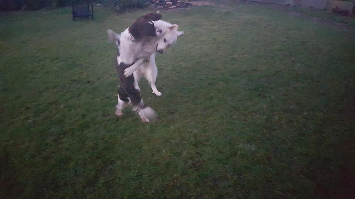 Hvid schæfer Kenzo billede 31