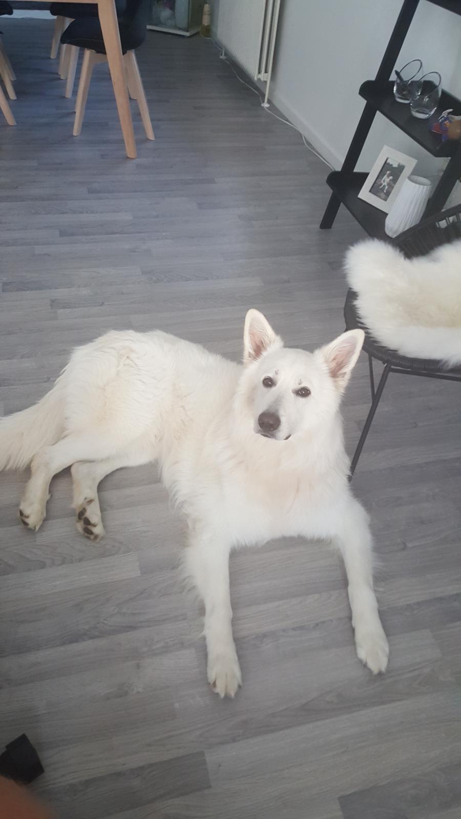 Hvid schæfer Kenzo billede 32