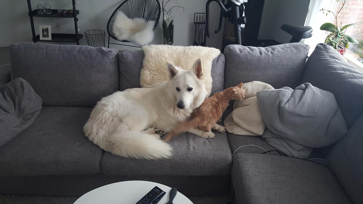 Hvid schæfer Kenzo billede 33