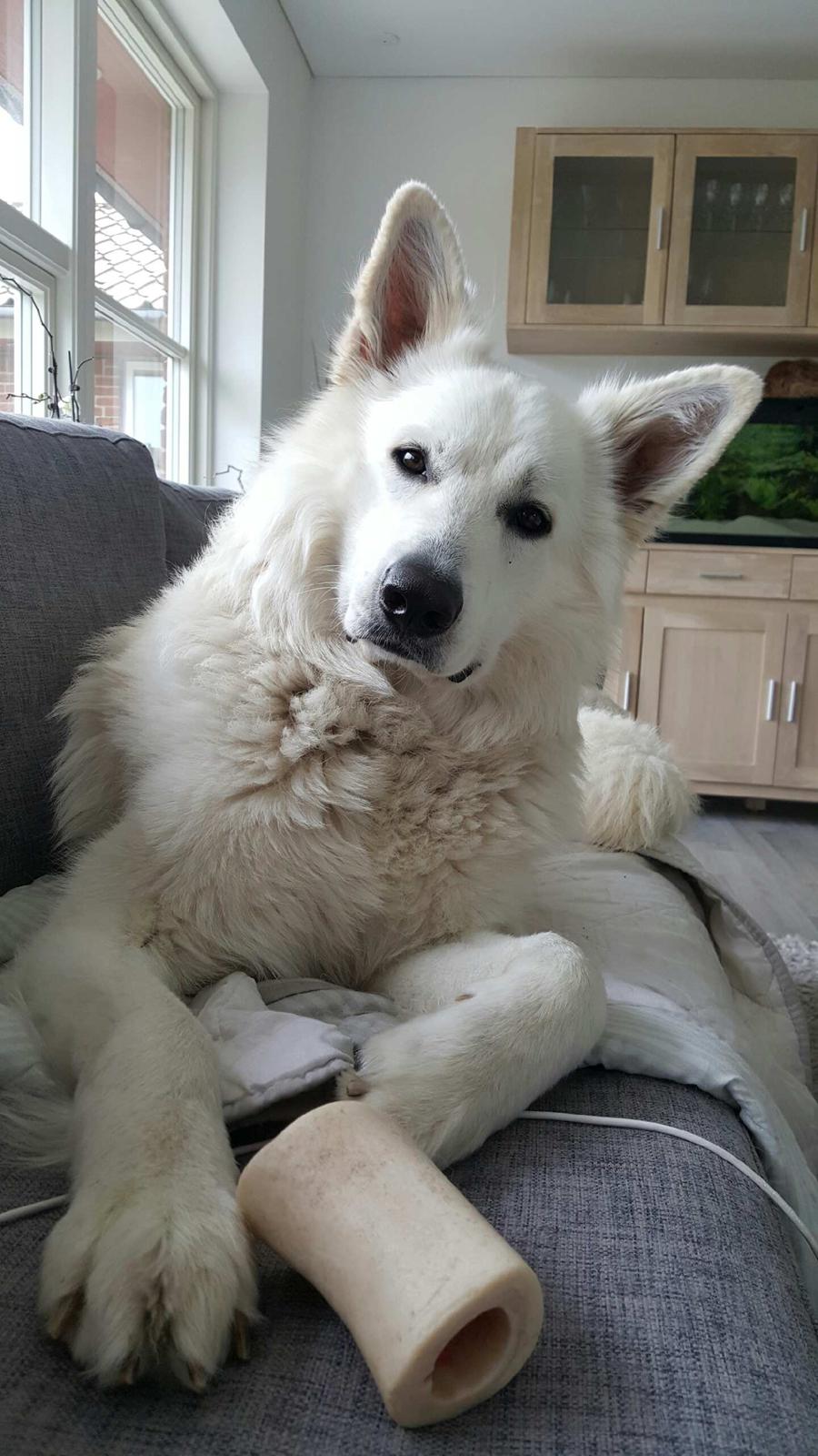 Hvid schæfer Kenzo billede 34