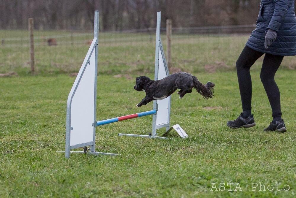 Blanding af racer Bertha *Maltipoo* billede 27