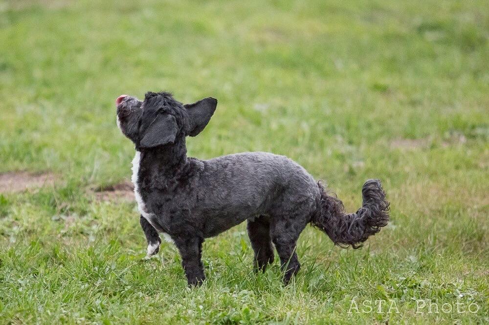 Blanding af racer Bertha *Maltipoo* billede 30