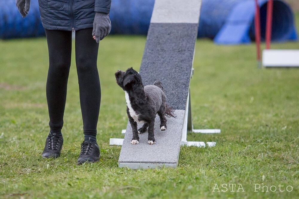 Blanding af racer Bertha *Maltipoo* billede 28