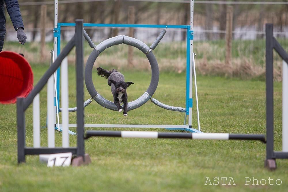 Blanding af racer Bertha *Maltipoo* billede 31