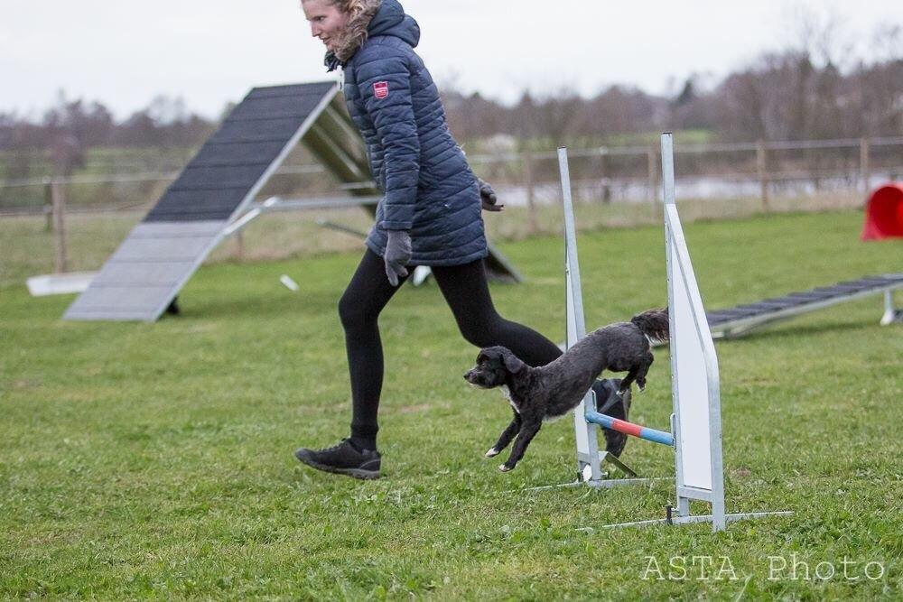 Blanding af racer Bertha *Maltipoo* billede 33