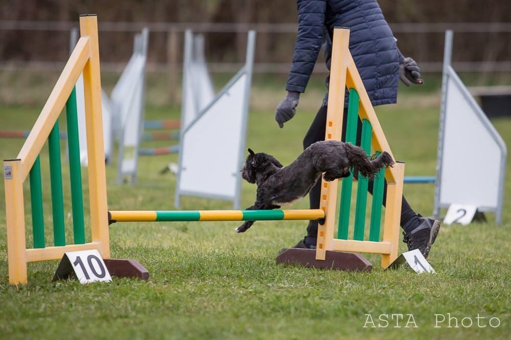 Blanding af racer Bertha *Maltipoo* billede 32