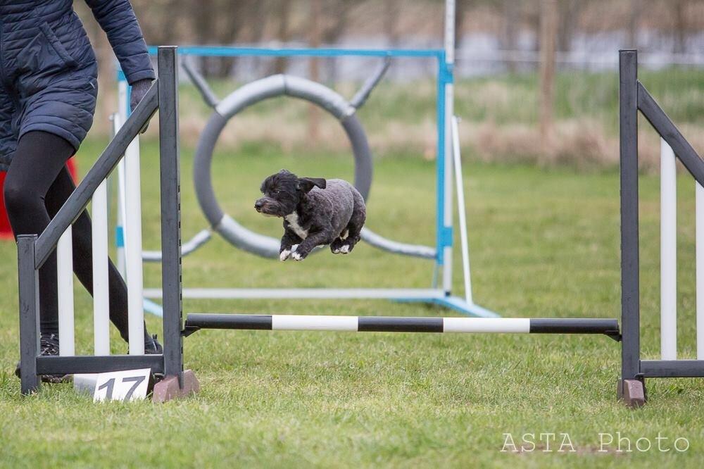 Blanding af racer Bertha *Maltipoo* billede 36