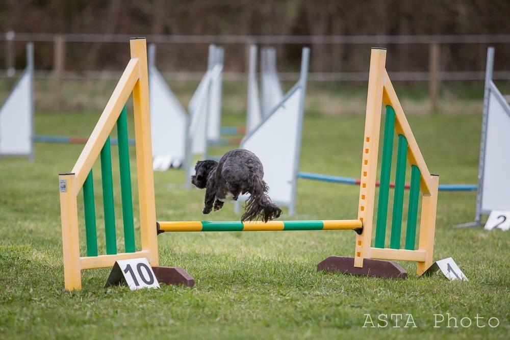 Blanding af racer Bertha *Maltipoo* billede 38