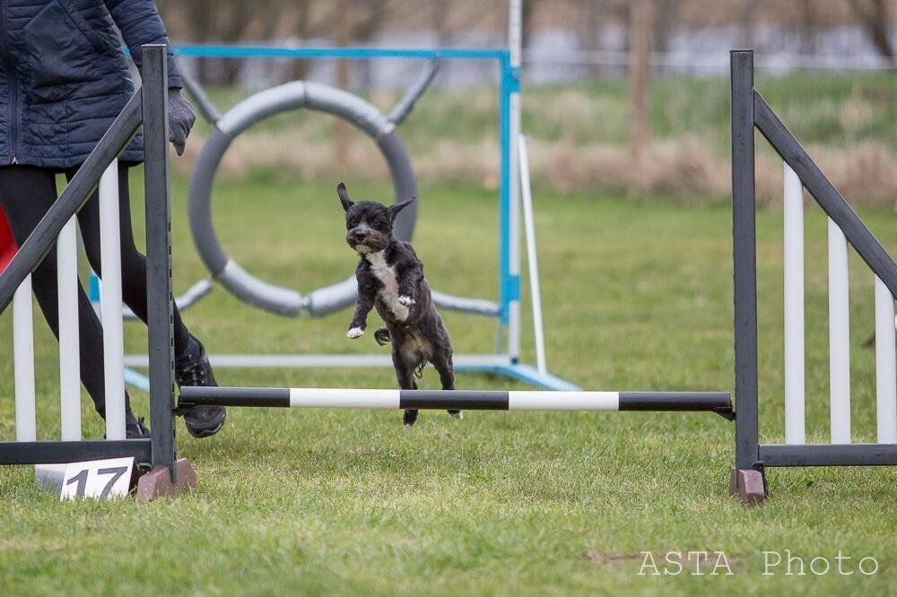 Blanding af racer Bertha *Maltipoo* billede 37