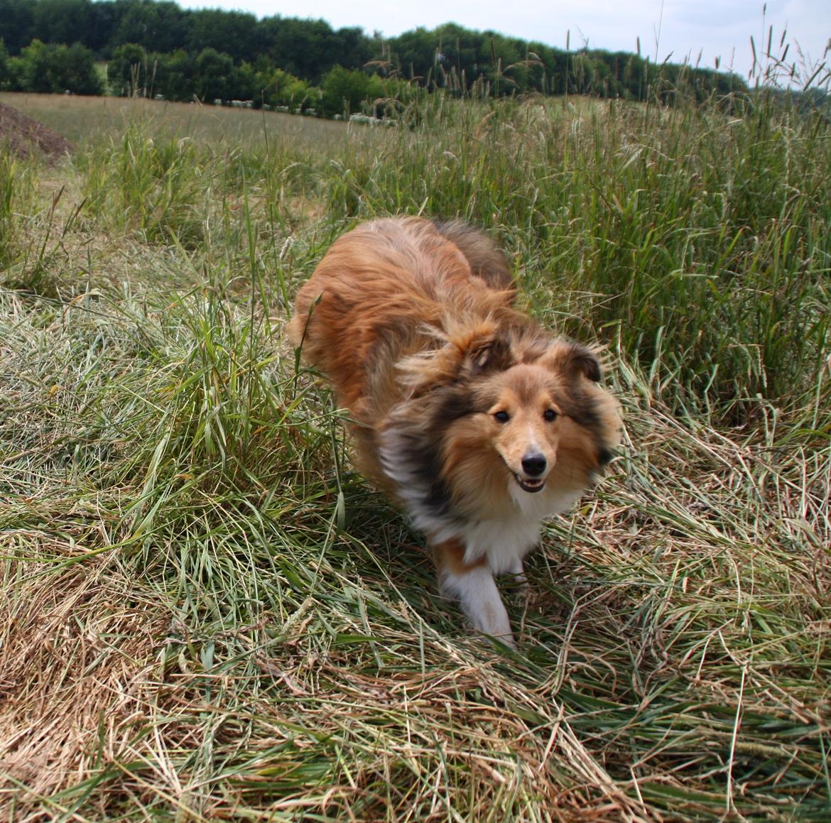 Shetland sheepdog Canto billede 3