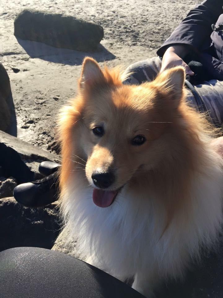 Blanding af racer Gizmo billede 2