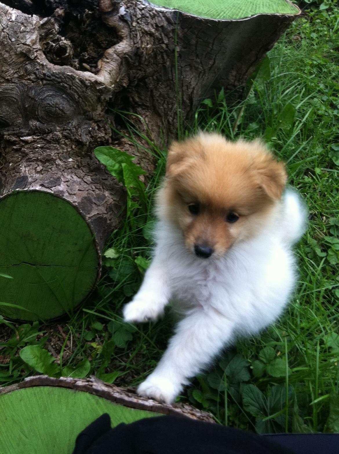 Blanding af racer Gizmo billede 5