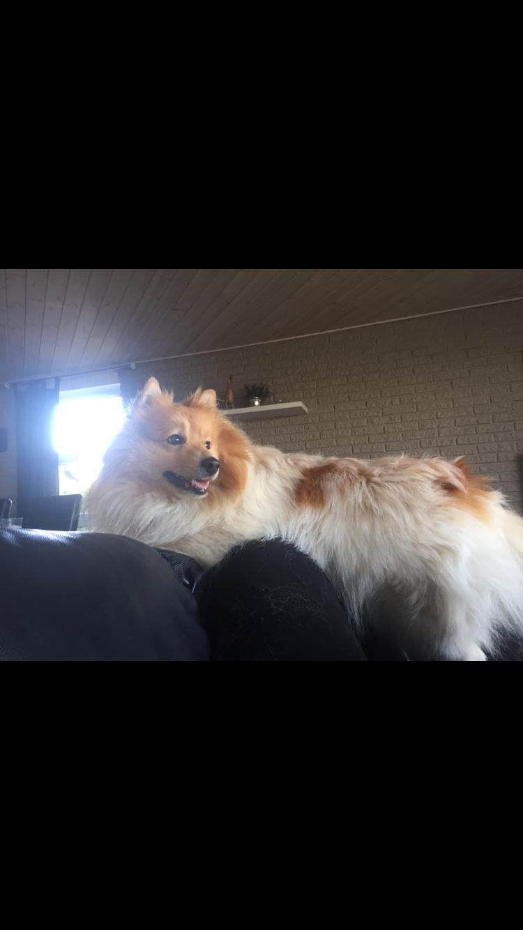 Blanding af racer Gizmo billede 9