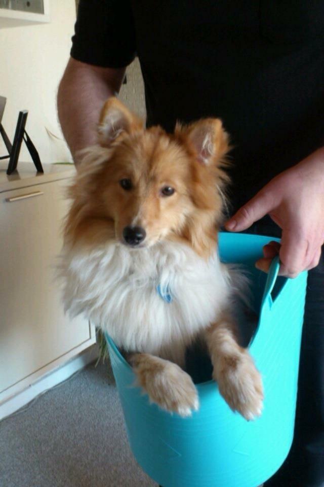 Blanding af racer Gizmo billede 4