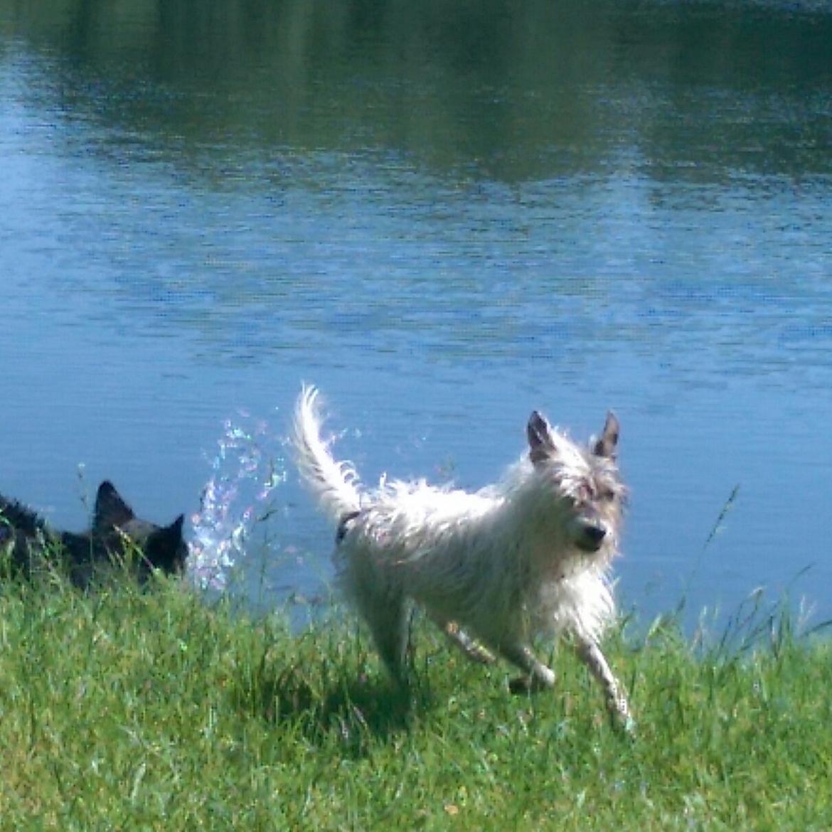 Jack russell terrier Mini-Fie billede 1