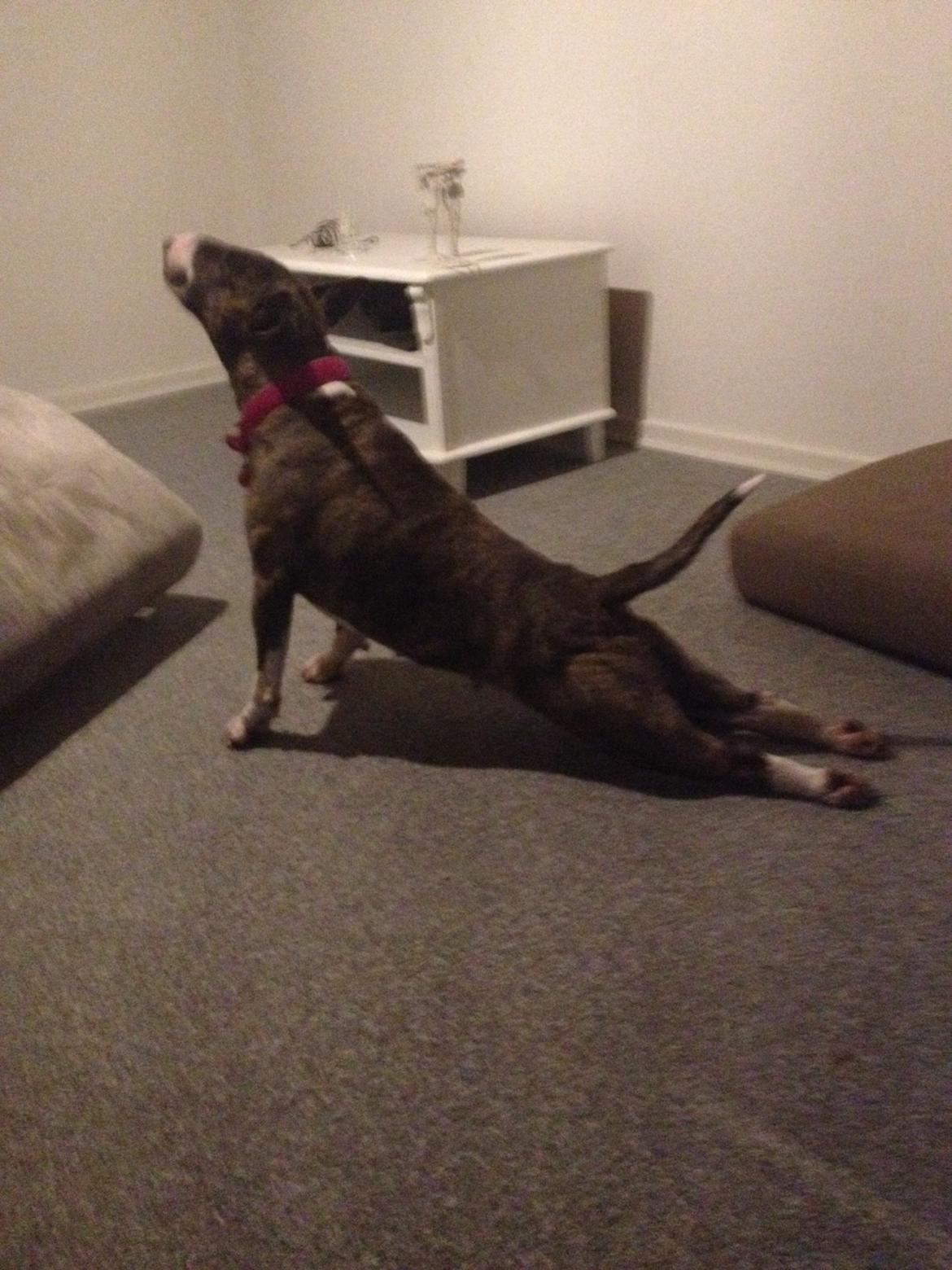 Bullterrier Groa billede 1