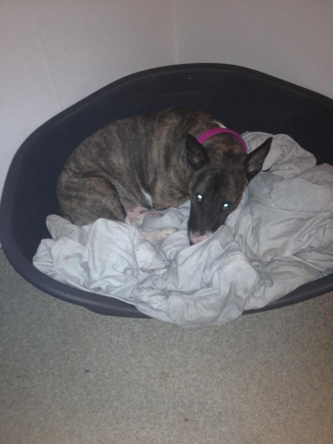 Bullterrier Groa billede 2