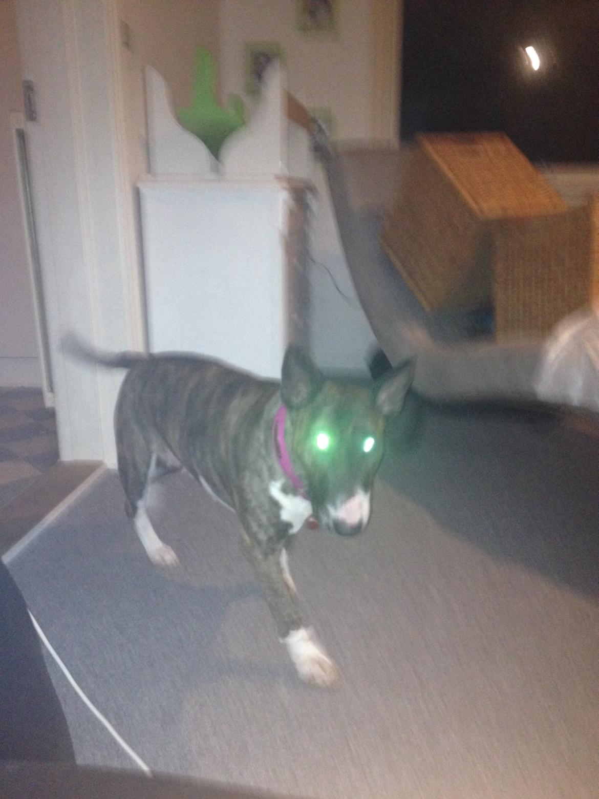 Bullterrier Groa billede 3