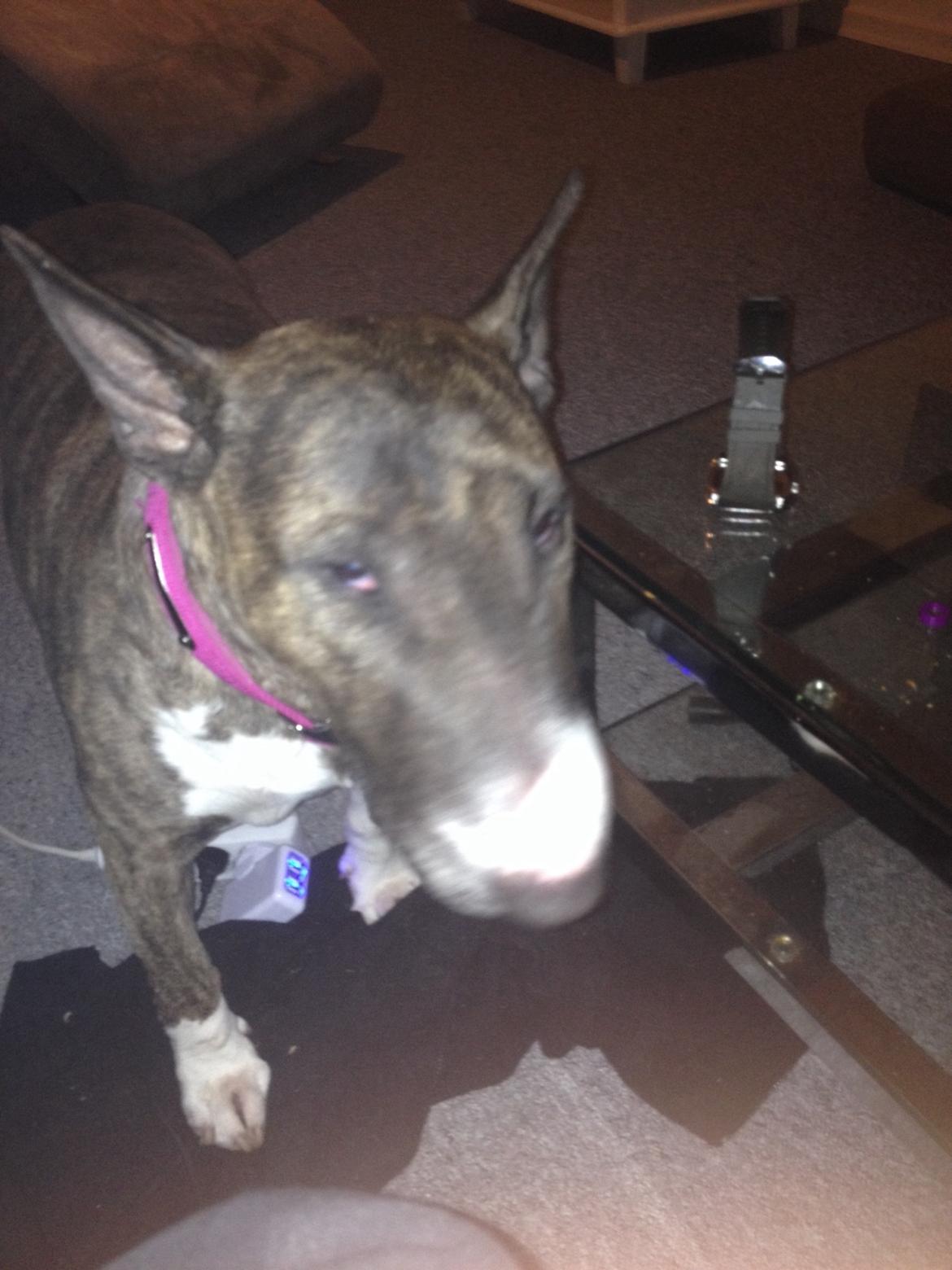 Bullterrier Groa billede 4