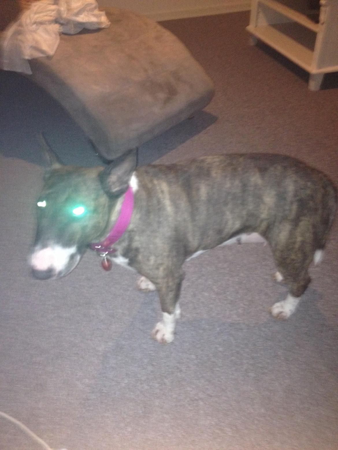 Bullterrier Groa billede 5