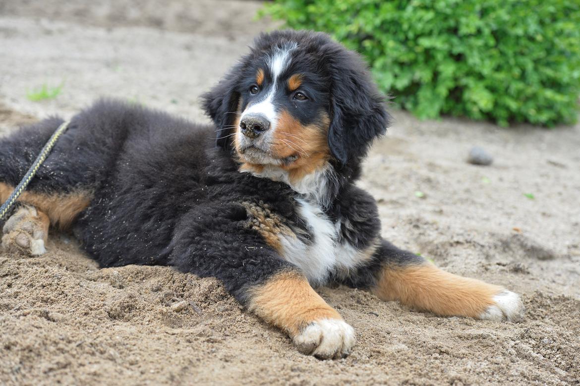 Berner sennenhund Terplinggaard's Charly 'Messi' billede 6
