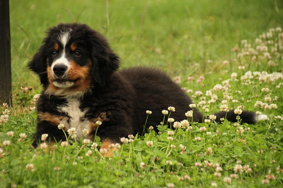 Berner sennenhund Terplinggaard's Charly 'Messi' billede 5