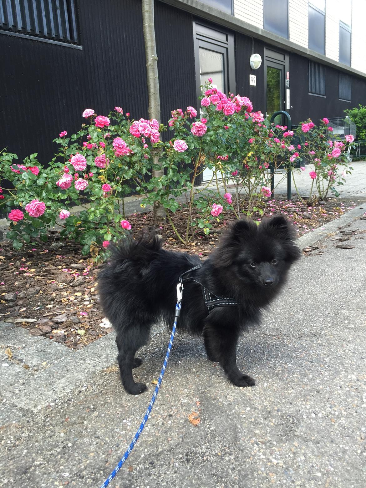 Kleinspitz Von-Spitzie's Gizmo billede 28