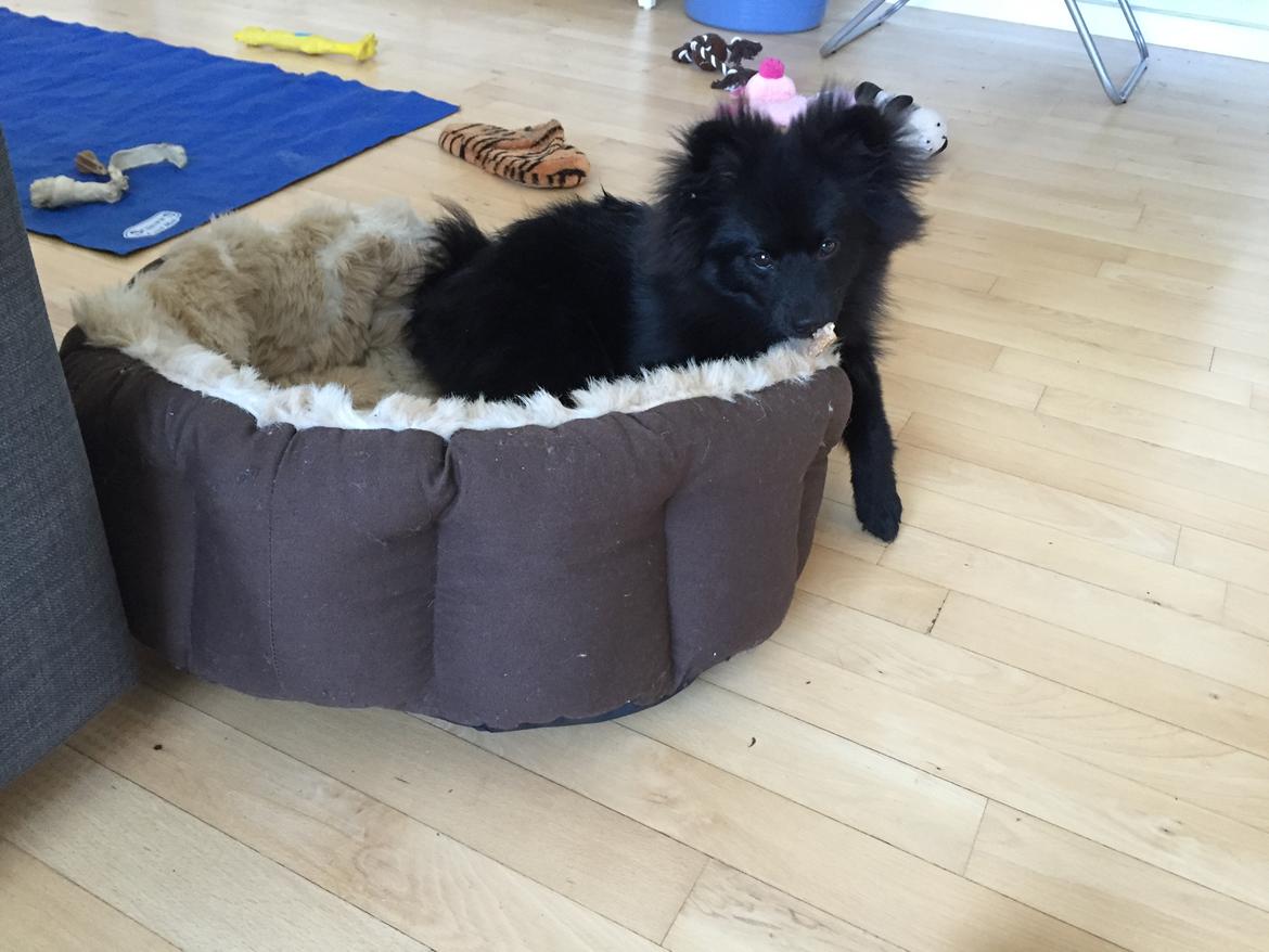 Kleinspitz Von-Spitzie's Gizmo billede 27