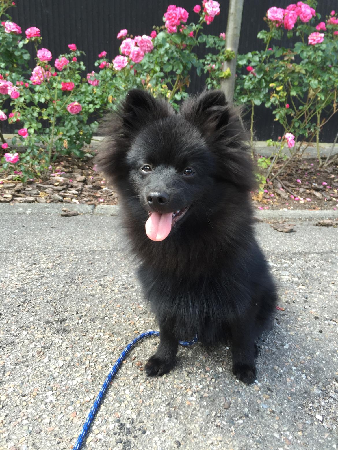 Kleinspitz Von-Spitzie's Gizmo billede 31