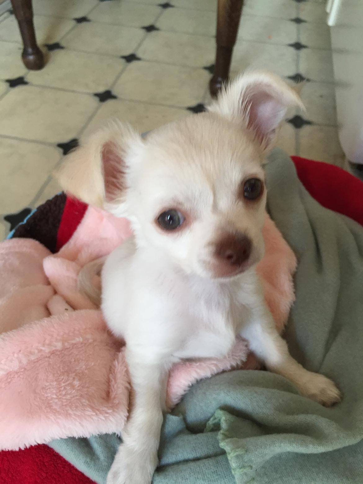 Chihuahua Ziggi billede 29