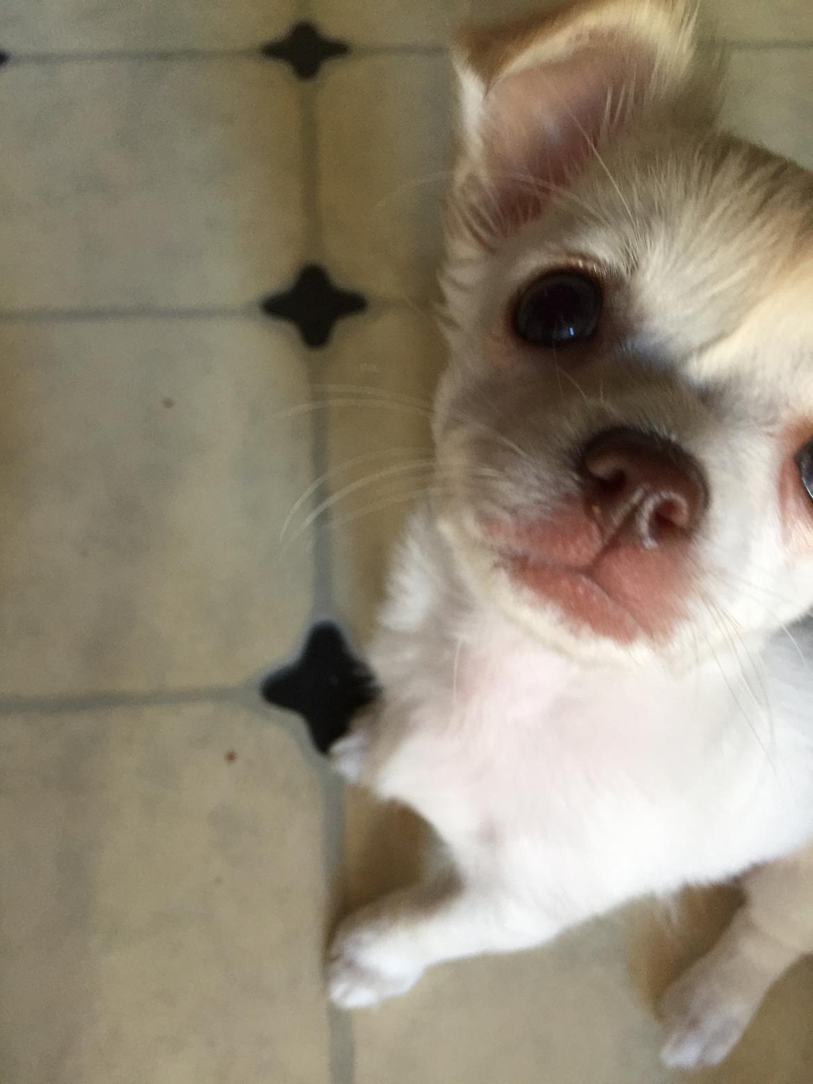 Chihuahua Ziggi billede 30