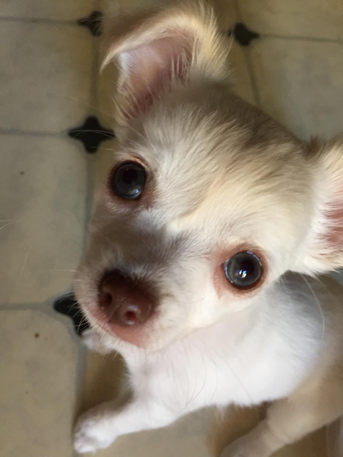 Chihuahua Ziggi billede 31