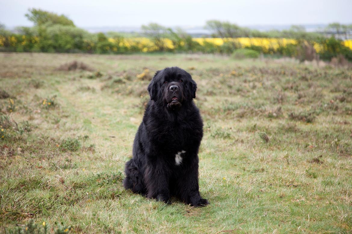 Newfoundlænder Newf-Line's Jackpot Joe billede 42