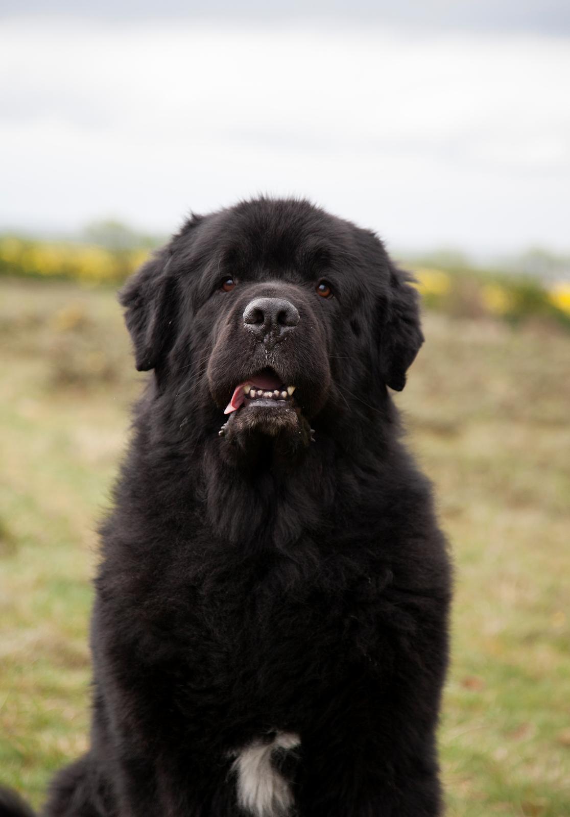 Newfoundlænder Newf-Line's Jackpot Joe billede 43