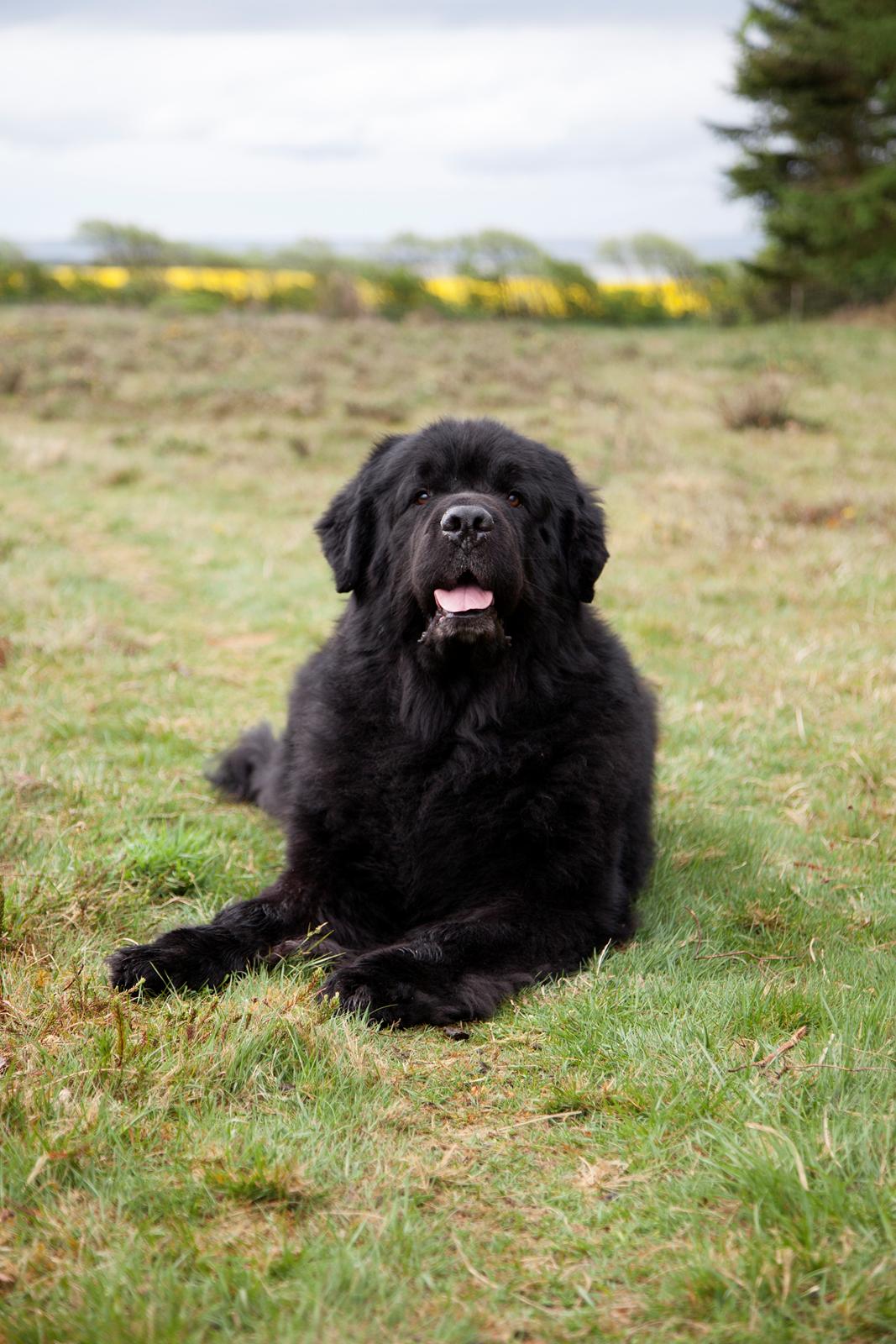 Newfoundlænder Newf-Line's Jackpot Joe billede 44