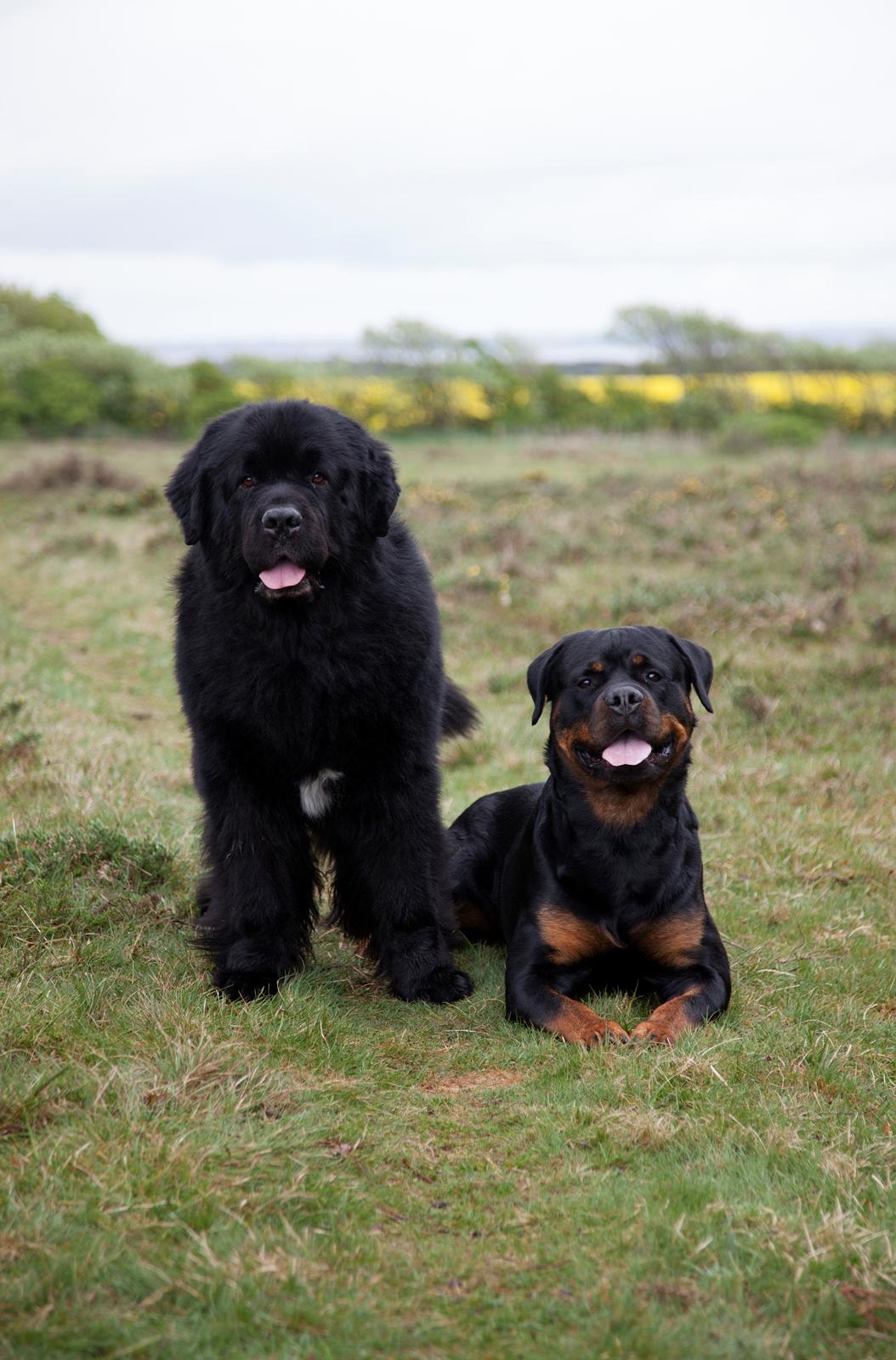 Newfoundlænder Newf-Line's Jackpot Joe - Verdens mest irriterende lillebror, ifølge Aslan (: billede 45