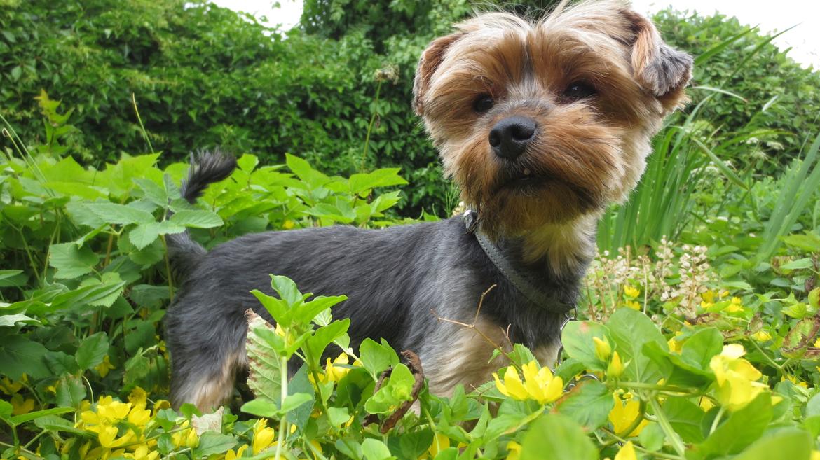 Yorkshire terrier Pixel billede 1