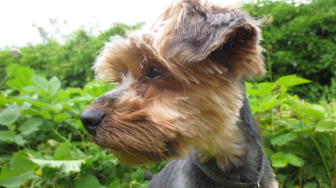 Yorkshire terrier Pixel billede 4