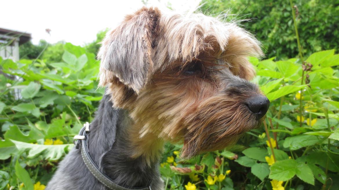 Yorkshire terrier Pixel billede 5