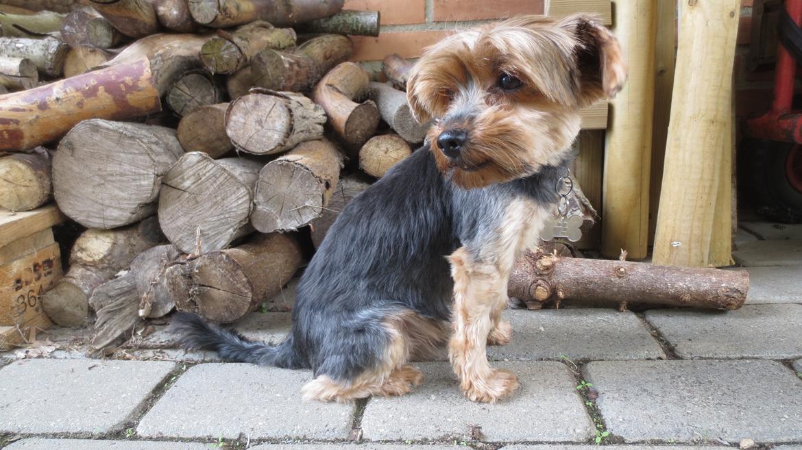 Yorkshire terrier Pixel billede 8