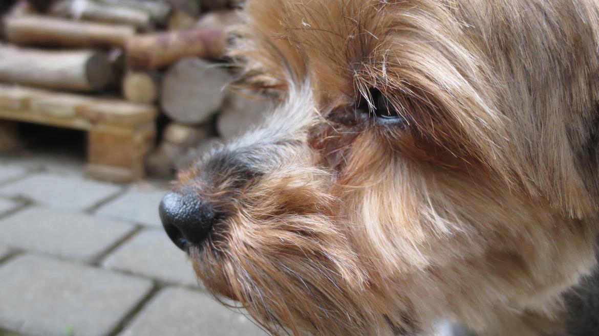 Yorkshire terrier Pixel billede 9