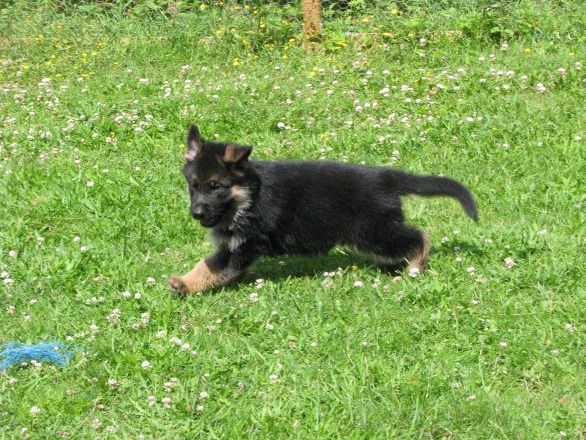 Schæferhund Enzo - 6 uger gammel :-) billede 9