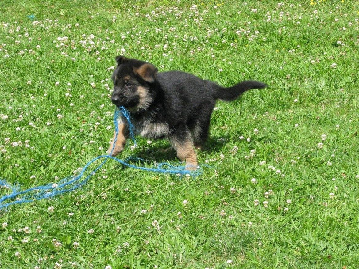 Schæferhund Enzo - 6 uger gammel :-) billede 10