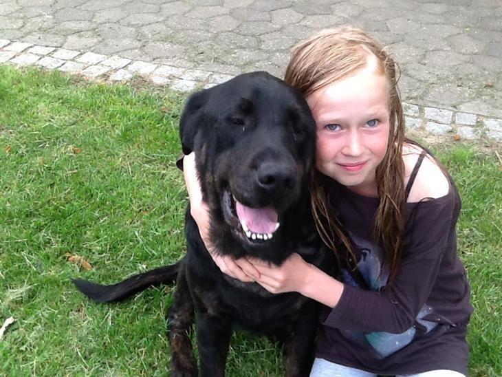 Labrador retriever Vedita ( verdens bedste hun ever ) savnet <3 R.I.P billede 3