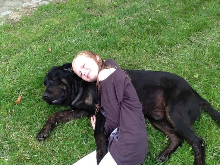 Labrador retriever Vedita ( verdens bedste hun ever ) savnet <3 R.I.P billede 6