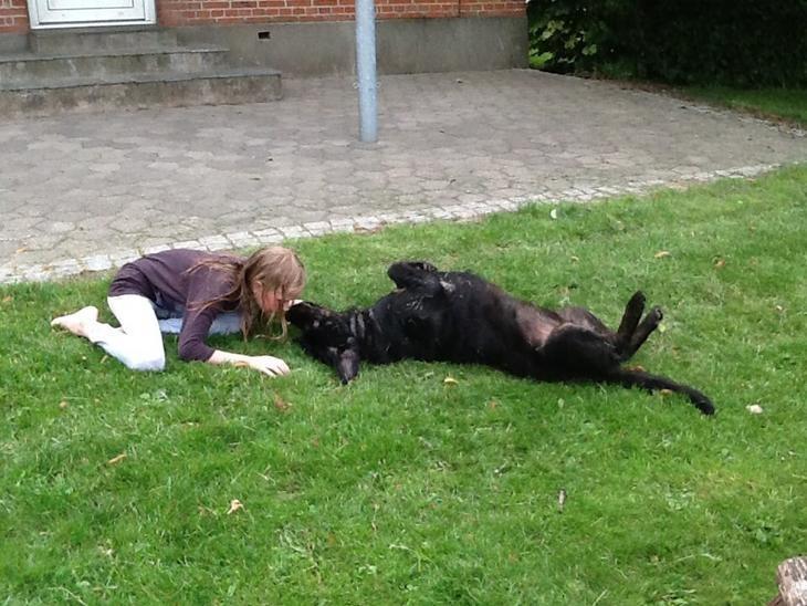 Labrador retriever Vedita ( verdens bedste hun ever ) savnet <3 R.I.P billede 8