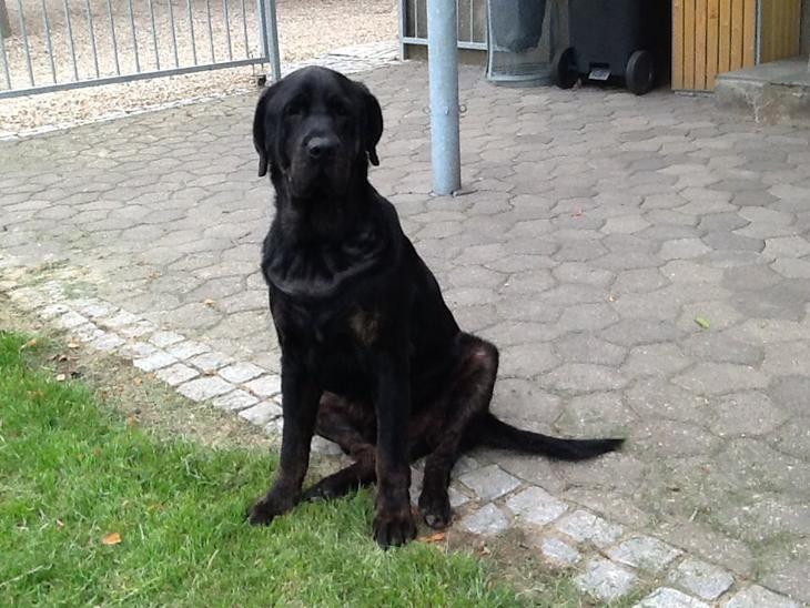 Labrador retriever Vedita ( verdens bedste hun ever ) savnet <3 R.I.P billede 9