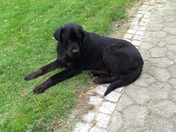 Labrador retriever Vedita ( verdens bedste hun ever ) savnet <3 R.I.P billede 10